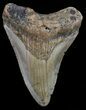 Bargain, Megalodon Tooth - North Carolina #68045-1